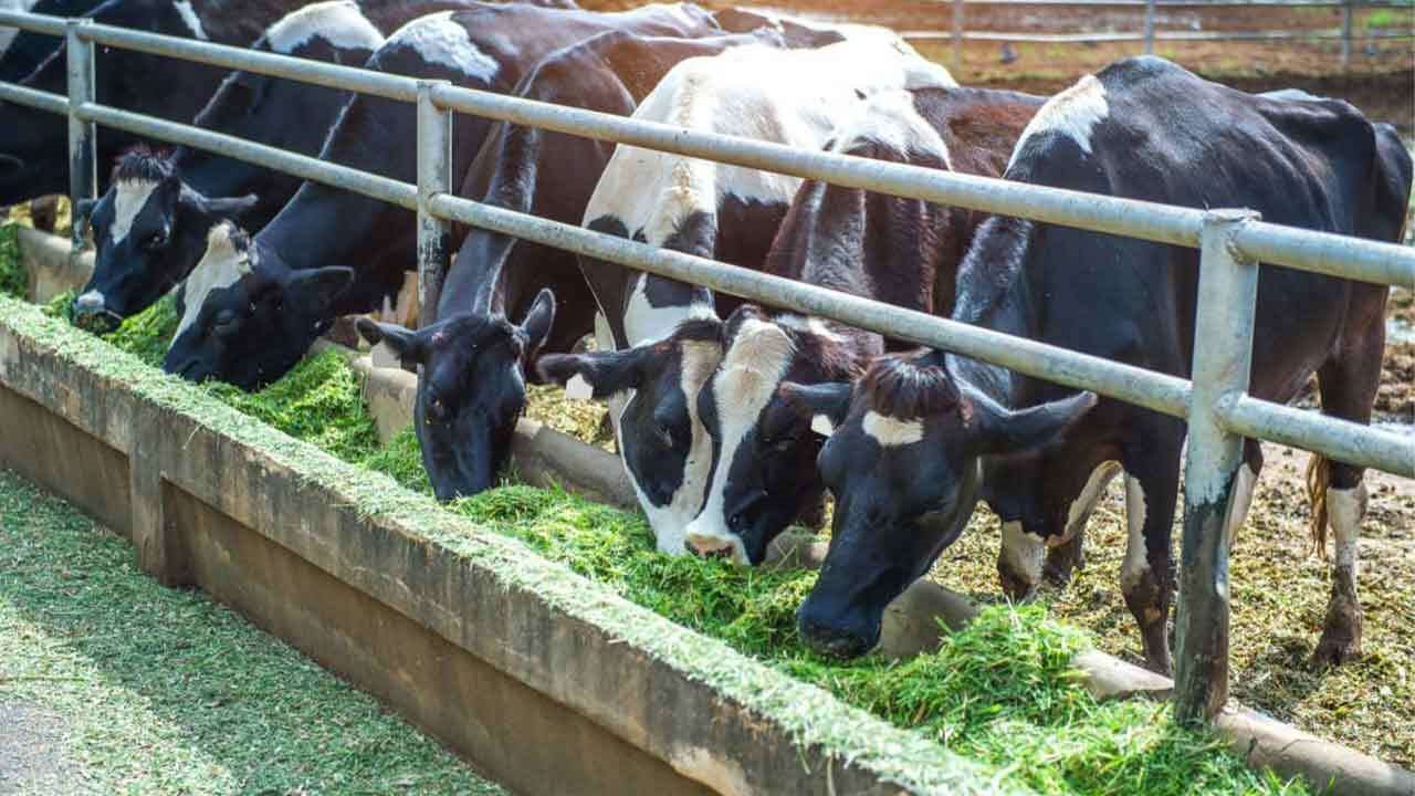 Η TERRA CERT συμμετέχει σε εμβληματικό ερευνητικό έργο για τη θερμική καταπόνηση των παραγωγικών ζώων