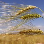 Όλα τα κιλά και τιμή 21  λεπτά το για το κριθάρι  ανακοίνωσε η ΒΕΡΓΙΝΑ