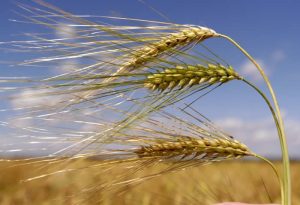 Όλα τα κιλά και τιμή 21  λεπτά το για το κριθάρι  ανακοίνωσε η ΒΕΡΓΙΝΑ