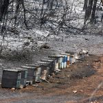 Κατέστρεψε 2.000 μελίσσια πυρκαγιά στο Σέλινο Χανίων