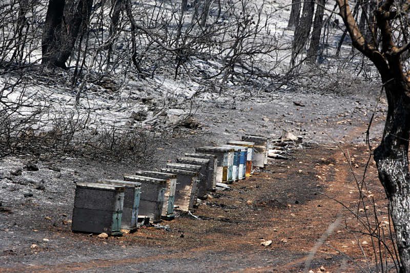 Κατέστρεψε 2.000 μελίσσια πυρκαγιά στο Σέλινο Χανίων