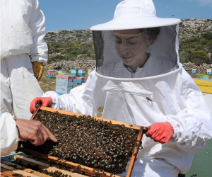 Εγγράφεται στο Εθνικό Ευρετήριο Άυλης Πολιτιστικής Κληρονομιάς η μελισσοκομική παράδοση Κυθήρων