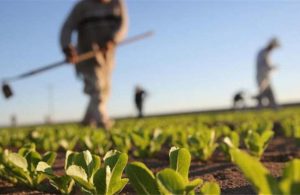 Στα 40 εκατ. ευρώ η συνεισφορά του Νέα Γεωργία Νέα Γενιά στην ελληνική οικονομία την περίοδο 2018-23