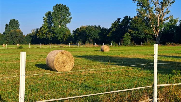 Κόκκαλης: Καταστρέφονται οι παραγωγοί μηδικής και άχυρου, να λάβει δραστικά μέτρα η κυβέρνηση