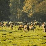 Άλογα- αδέσποτα στο Ασβεστοχώρι: Πάνω από 500 ζώα απειλούν καλλιέργειες και ασφάλεια