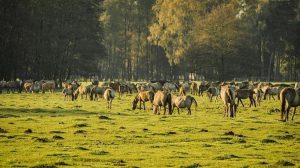 Άλογα- αδέσποτα στο Ασβεστοχώρι: Πάνω από 500 ζώα απειλούν καλλιέργειες και ασφάλεια