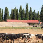 Μετακομίζουν στον Έβρο αγελάδες της Αμερικανικής Γεωργικής Σχολής για να κάνουν χώρο για γίδια - Τυροκόμος