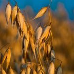 USDA: Στα σχέδια το νέο ανανεωμένο σύστημα αναφοράς εξαγωγών γεωργικών προϊόντων