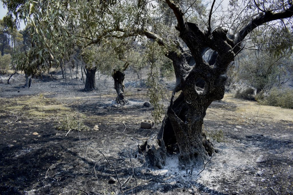 Μέχρι 16 Σεπτεμβρίου οι αιτήσεις για αποζημιώσεις αγροτών από φωτιές 2023