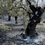 Μέχρι 16 Σεπτεμβρίου οι αιτήσεις για αποζημιώσεις αγροτών από φωτιές 2023
