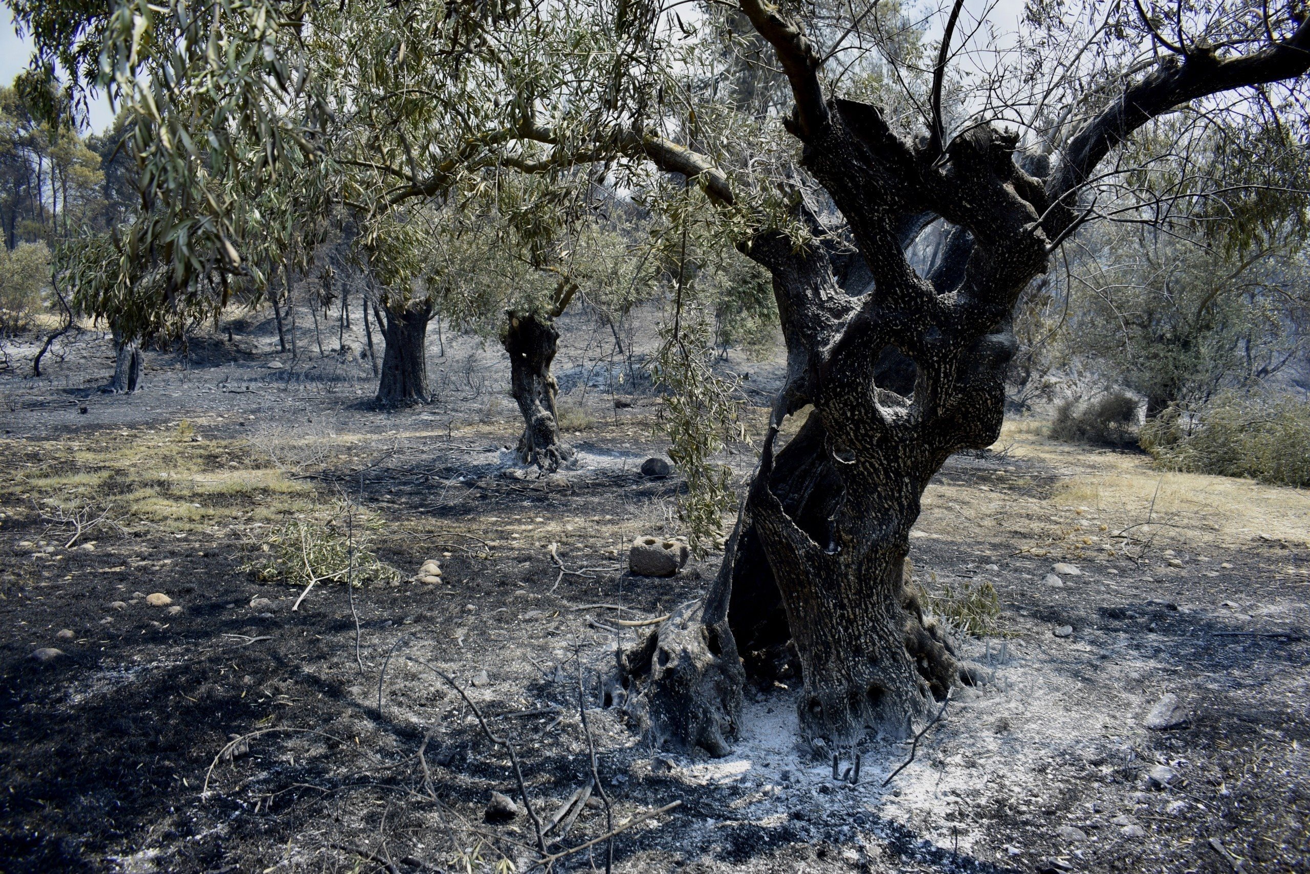 Μέχρι 16 Σεπτεμβρίου οι αιτήσεις για αποζημιώσεις αγροτών από φωτιές 2023