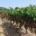 Σε εξέλιξη η 3η πτήση της ευδεμίδας στα αμπέλια, πρέπει να στοχεύουν τα σταφύλια οι ψεκασμοί - Winetrails