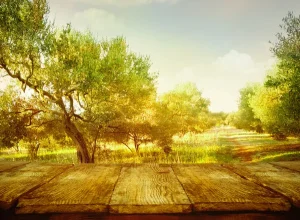 Επιστημονικές συμβουλές για την προστασία των ελαιώνων από τον καύσωνα