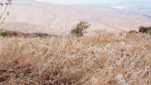 Ζέστη και ενίσχυση ανέμων, κίνδυνος για πυρκαγιά