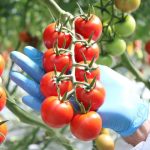 Συνεχίζουν να καταγράφουν ανοδική πορεία οι ελληνικές εξαγωγές τομάτας