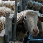 Πάνω από 140.000 τα νεκρά αιγοπρόβατα λόγω ευλογιάς, 42 νέες εστίες - Τυροκόμος