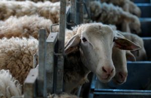 Πάνω από 140.000 τα νεκρά αιγοπρόβατα λόγω ευλογιάς, 42 νέες εστίες - Τυροκόμος