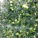 Άμεση καταγραφή των ζημιών από τους εαρινούς παγετούς στα μήλα ζητά από ΕΛΓΑ ο δήμος Τρίπολης - Fresher