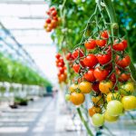 Η Thermi VC τρέχει επενδύσεις 30 εκατ. ευρώ υδροπονικής γεωργίας - Fresher