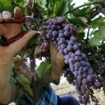 Ως 15 Δεκεμβρίου οι δηλώσεις συγκομιδής αμπελουργικών προϊόντων στην Πιερία - Winetrails