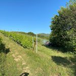 Επίσκεψη του καναδικού μονοπωλίου ποτών LCBO σε αμπελουργικές περιοχές της Ελλάδας - Winetrails