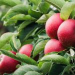 Επιμελημένοι ψεκασμοί στους καρπούς μετά το σούροπο συνίστανται για αντιμετώπιση της καρπόκαψας - Fresher