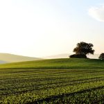 Η ΕΕ αναμένει ότι οι αγροτικές αγορές θα αυξηθούν κατά 1,1% το 2025 και κατά 1,5% το 2026
