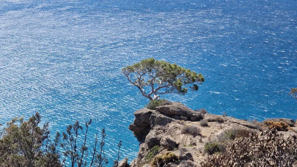 Το δέντρο της επιμονής: Σύμβολο ελπίδας στη νότια Κρήτη