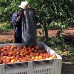 Αύξηση 10,1% στα ημερομίσθια αγροτών το 2024 δείχνει η ΕΛΣΤΑΤ