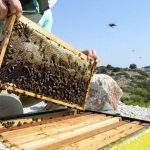Μέχρι 15 Οκτωβρίου πληρωμές για 4 τομεακά στα μελισσοκομικά