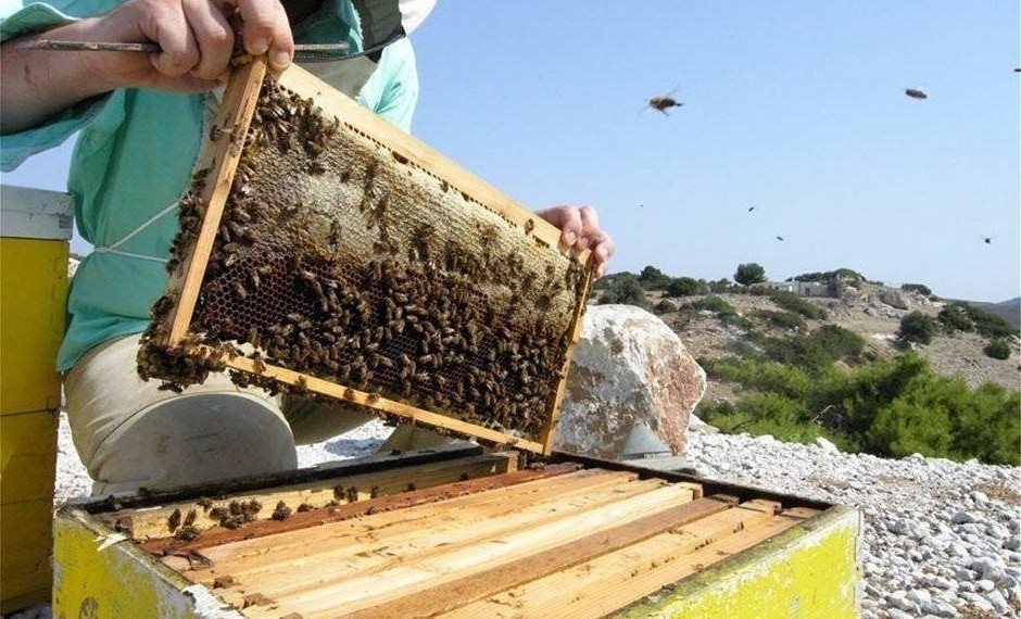 Μέχρι 15 Οκτωβρίου πληρωμές για 4 τομεακά στα μελισσοκομικά