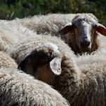 «Τέλος» στις θανατώσεις λόγω ευλογιάς ζητά ο ΕΒΟΛ