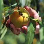 Εγένετο… 5.000 ευρώ το πρόστιμο για μη έκδοση των παραστατικών διακίνησης