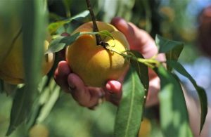 Εγένετο… 5.000 ευρώ το πρόστιμο για μη έκδοση των παραστατικών διακίνησης