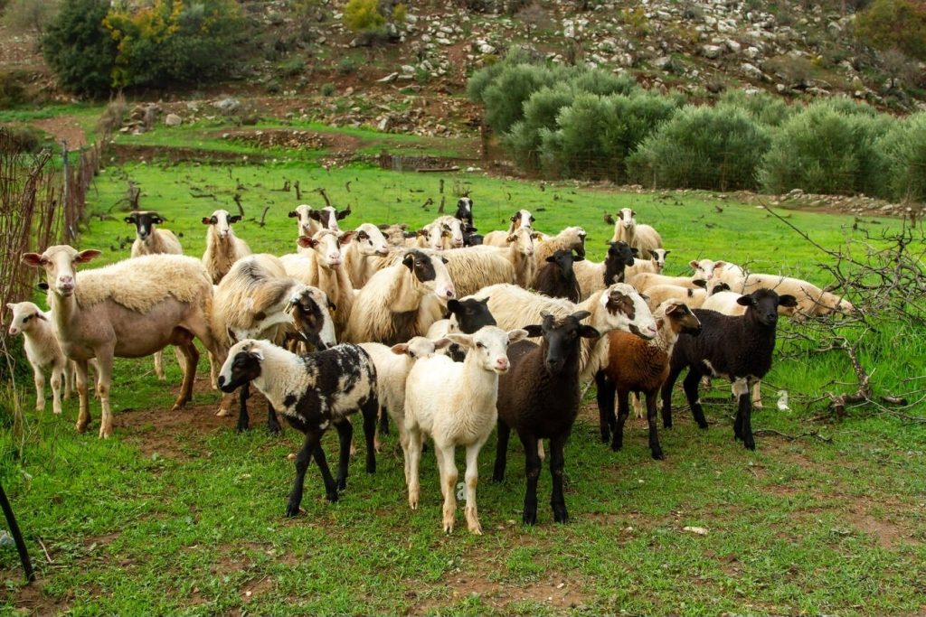 Επιβεβαιωμένο κρούσμα καταρροϊκού πυρετού σε κτηνοτροφική εκμετάλλευση στα Ιωάννινα - Τυροκόμος