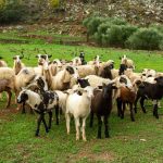 Επιβεβαιωμένο κρούσμα καταρροϊκού πυρετού σε κτηνοτροφική εκμετάλλευση στα Ιωάννινα - Τυροκόμος