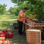 Μαζικοί έλεγχοι ΣΔΟΕ  για τα παραστατικά στα  ροδάκινα πριν το στέκι,  500 ευρώ το πρόστιμο,  με 15% πριμ ο ελεγκτής