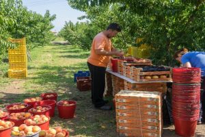 Μαζικοί έλεγχοι ΣΔΟΕ για τα παραστατικά στα ροδάκινα πριν το στέκι, 500 ευρώ το πρόστιμο, με 15% πριμ ο ελεγκτής