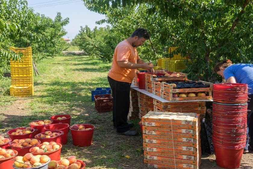 Μαζικοί έλεγχοι ΣΔΟΕ για τα παραστατικά στα ροδάκινα πριν το στέκι, 500 ευρώ το πρόστιμο, με 15% πριμ ο ελεγκτής