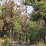 Απαγόρευση κυκλοφορίας στο Σέιχ Σου στις δασικές εκτάσεις Ωραιοκάστρου, Θέρμης και στο Δασόκτημα Πανοράματος