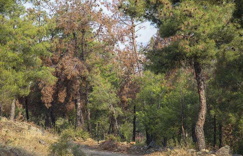 Απαγόρευση κυκλοφορίας στο Σέιχ Σου στις δασικές εκτάσεις Ωραιοκάστρου, Θέρμης και στο Δασόκτημα Πανοράματος