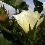Κάθε χρόνο επιστρέφει χρήματα η ειδική βάμβακος ύψους 180 εκατ. ευρώ, τι φέρνει επ’ αυτού η νέα ΚΑΠ