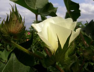 Κάθε χρόνο επιστρέφει χρήματα η ειδική βάμβακος ύψους 180 εκατ. ευρώ, τι φέρνει επ’ αυτού η νέα ΚΑΠ