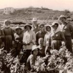 Από το «κατσούνι» και τις «κοφίνες», στις εξαγωγές του σήμερα ο σαμιώτικος τρύγος του Μοσχάτου - Winetrails