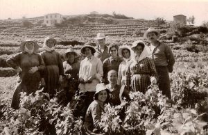 Από το «κατσούνι» και τις «κοφίνες», στις εξαγωγές του σήμερα ο σαμιώτικος τρύγος του Μοσχάτου - Winetrails