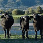 Πλήγμα στη βουβαλοτροφία της Κερκίνης επιφέρει το ξαφνικό λουκέτο τυροκομείου - Τυροκόμος