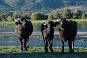 Πλήγμα στη βουβαλοτροφία της Κερκίνης επιφέρει το ξαφνικό λουκέτο τυροκομείου - Τυροκόμος