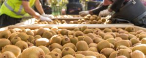 Ανησυχία για τις ελληνικές εξαγωγές φρούτων και λαχανικών από τη συμφωνία ΕΕ-ΗΠΑ - Fresher