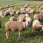 Επεκτείνονται οι απαγορεύσεις μετακινήσεων αιγοπροβάτων στη Σαμοθράκη λόγω ευλογιάς - Τυροκόμος