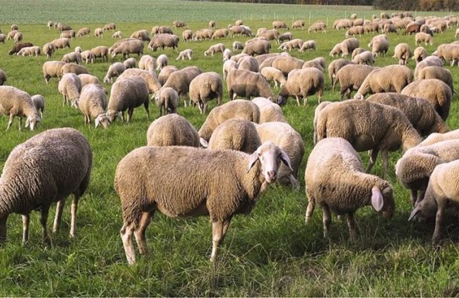 Επεκτείνονται οι απαγορεύσεις μετακινήσεων αιγοπροβάτων στη Σαμοθράκη λόγω ευλογιάς - Τυροκόμος
